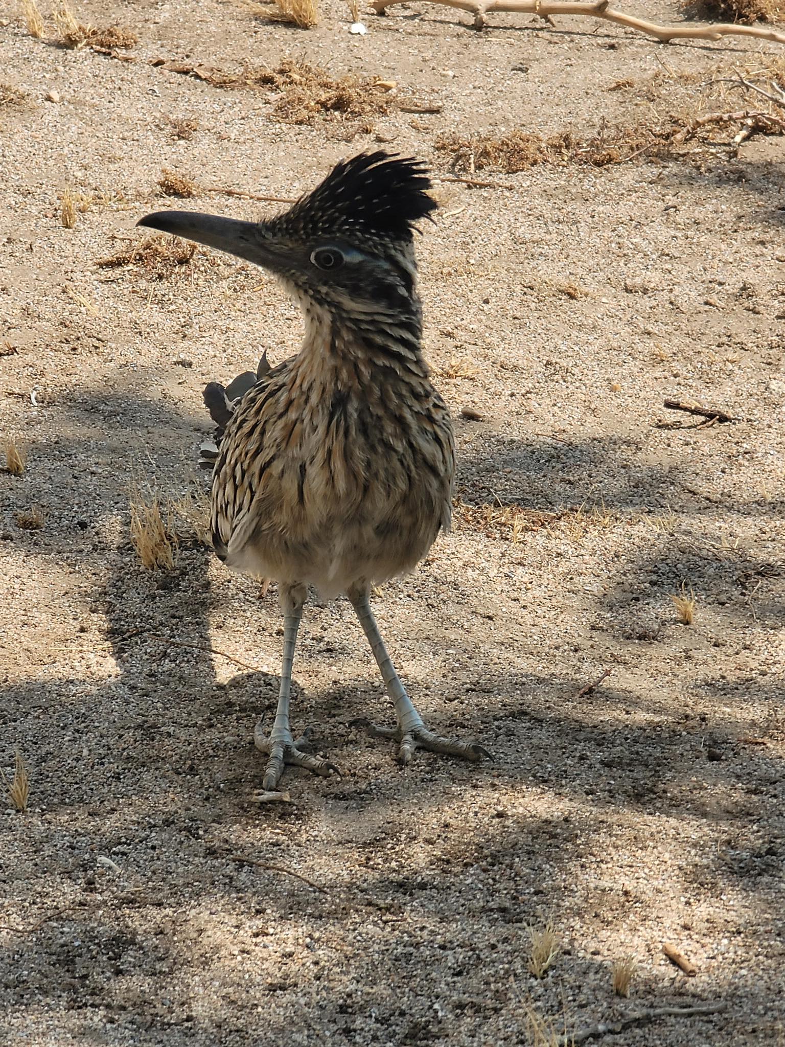 Roadrunners make distinctive clicking noise in the high desert
