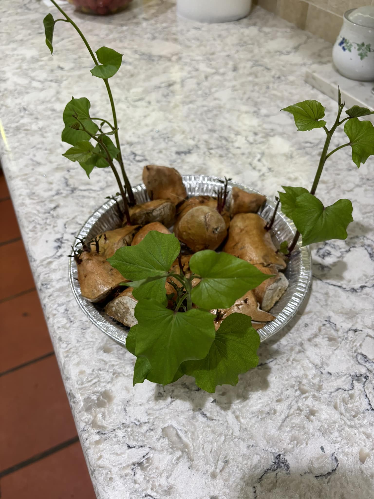20 Beauregard Sweet Potato Slips - Edible Sweet Potato Vine Cuttings For Planting 10 thumbnail image