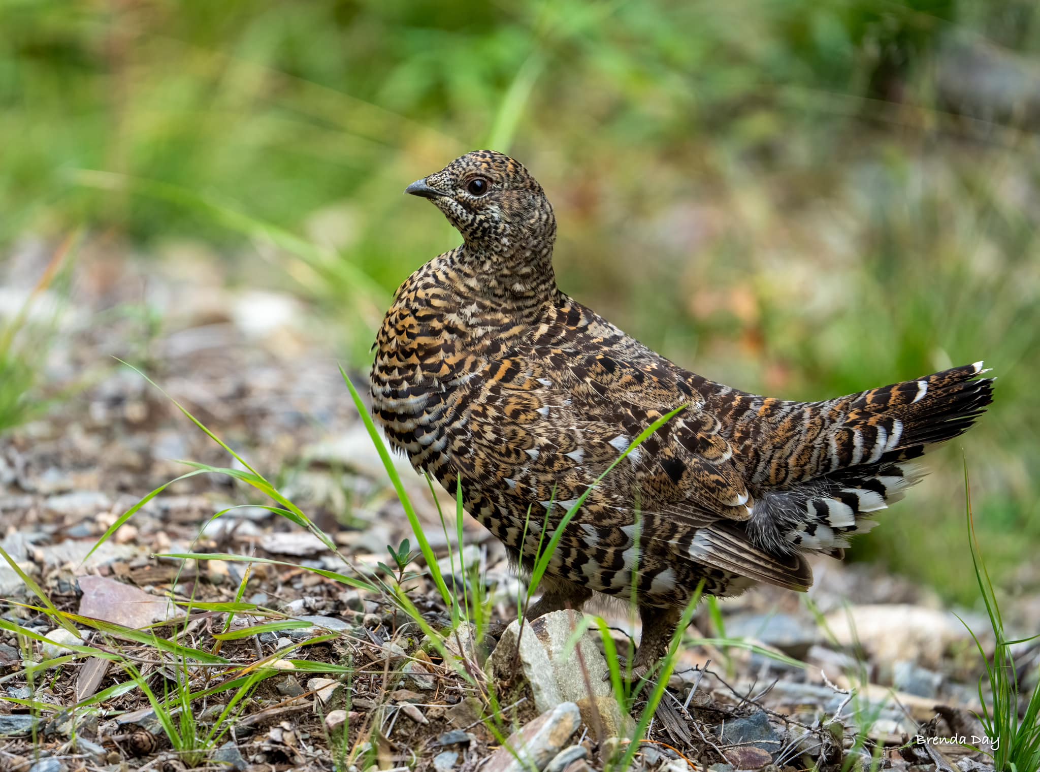 バード Grouse-FinnFest 2020 バード Grouse-FinnFest 2020 バード