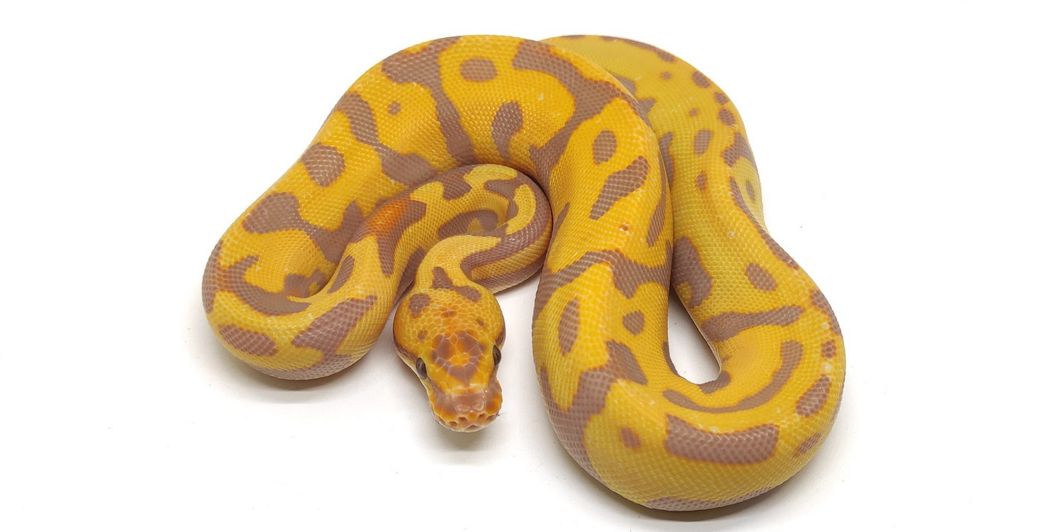 Ball Python Lovers Indonesia | Facebook