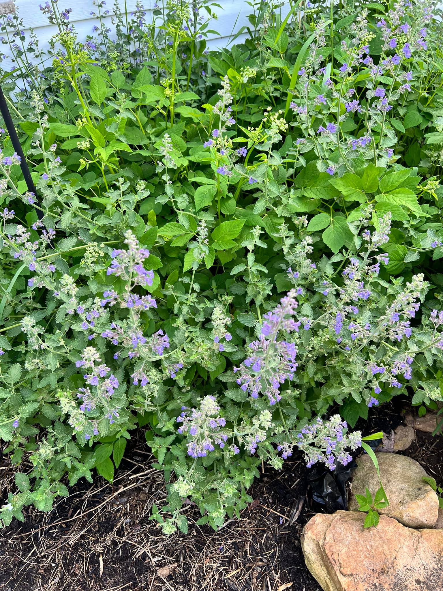 Hi! Can anyone tell me what the purple plant is called? I lost the