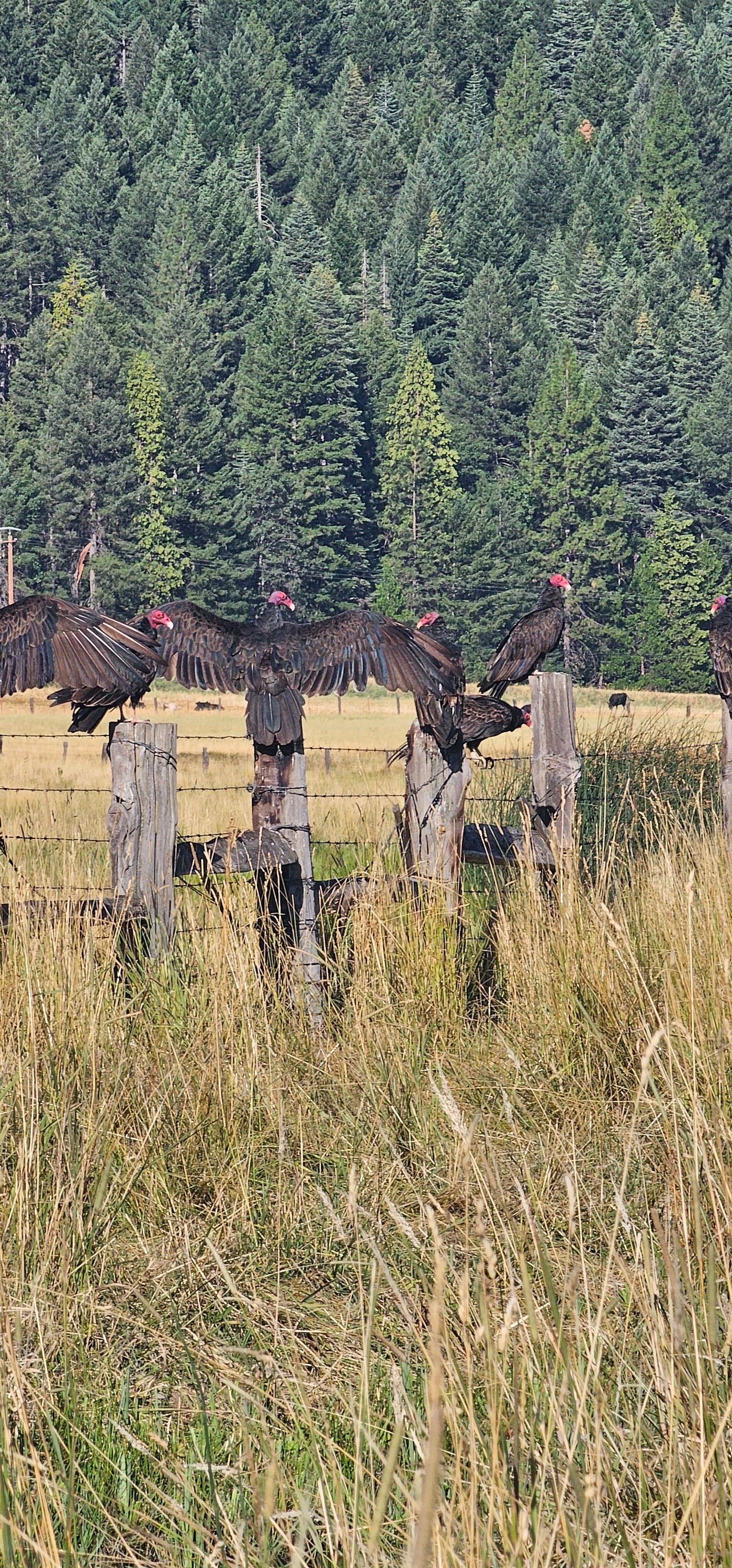 Robert Foster Ranch | Facebook