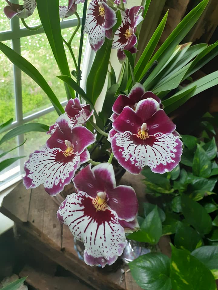 Miltonopsis Hajime Ono Maui Falls orchid review
