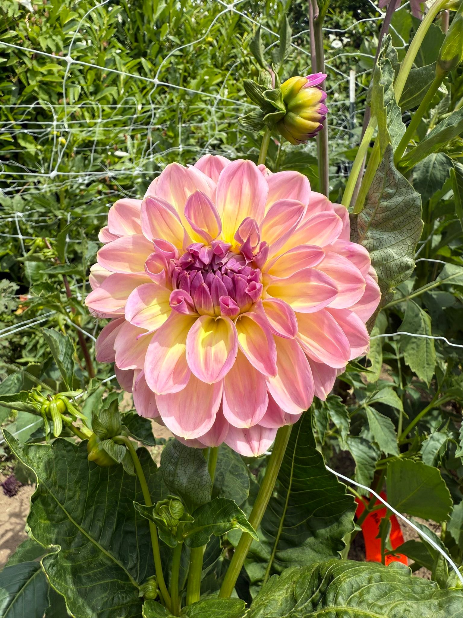 Aloa Kristina Vogel Ivy's Blooms garden!❤️