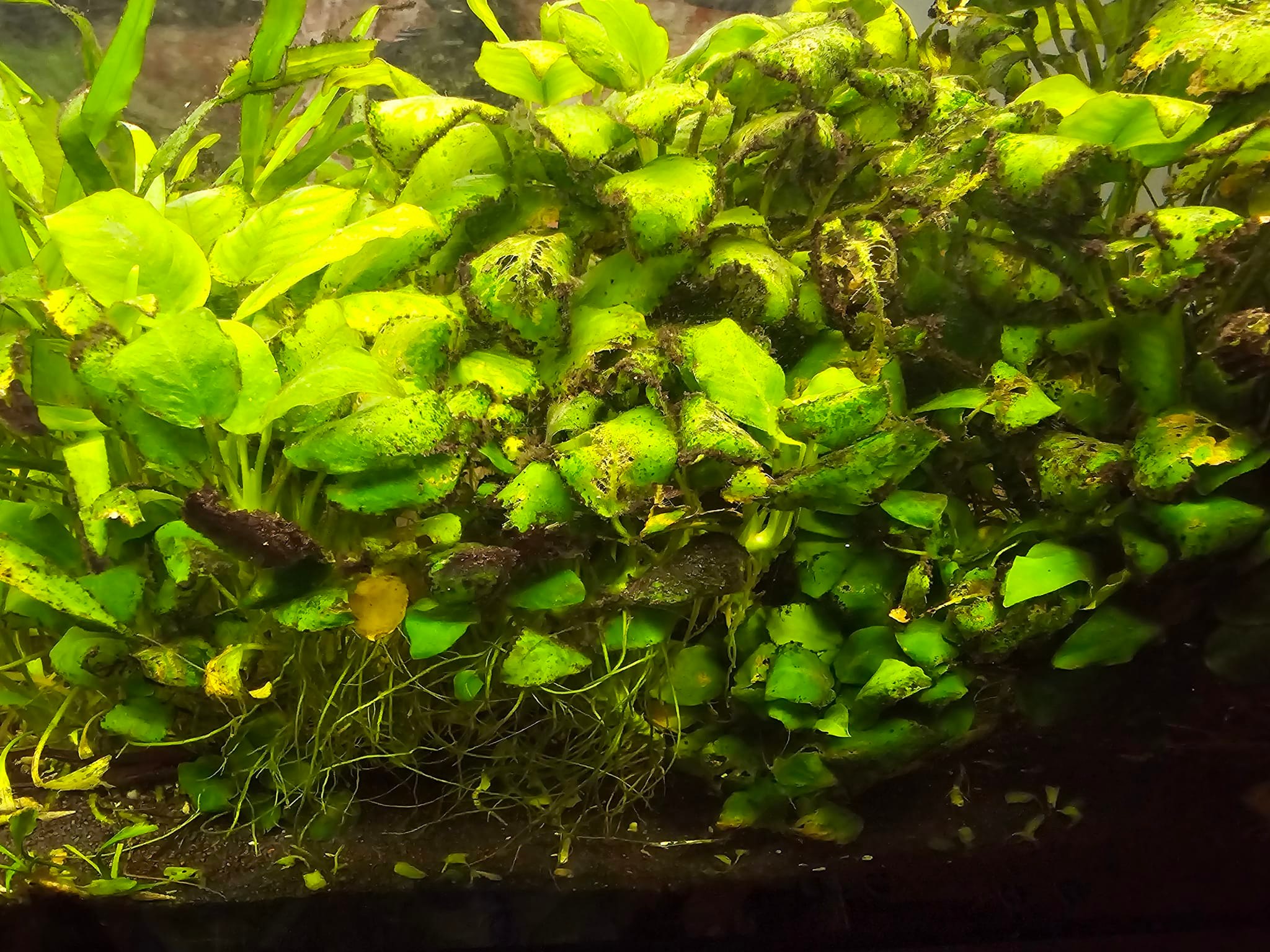 ACQUARIO CHE PASSIONE | Buongiorno a tutti | Facebook
