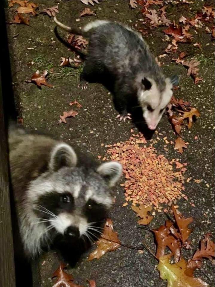 Raccoon World | During an evening concert at Red Rocks Amphitheatre ...
