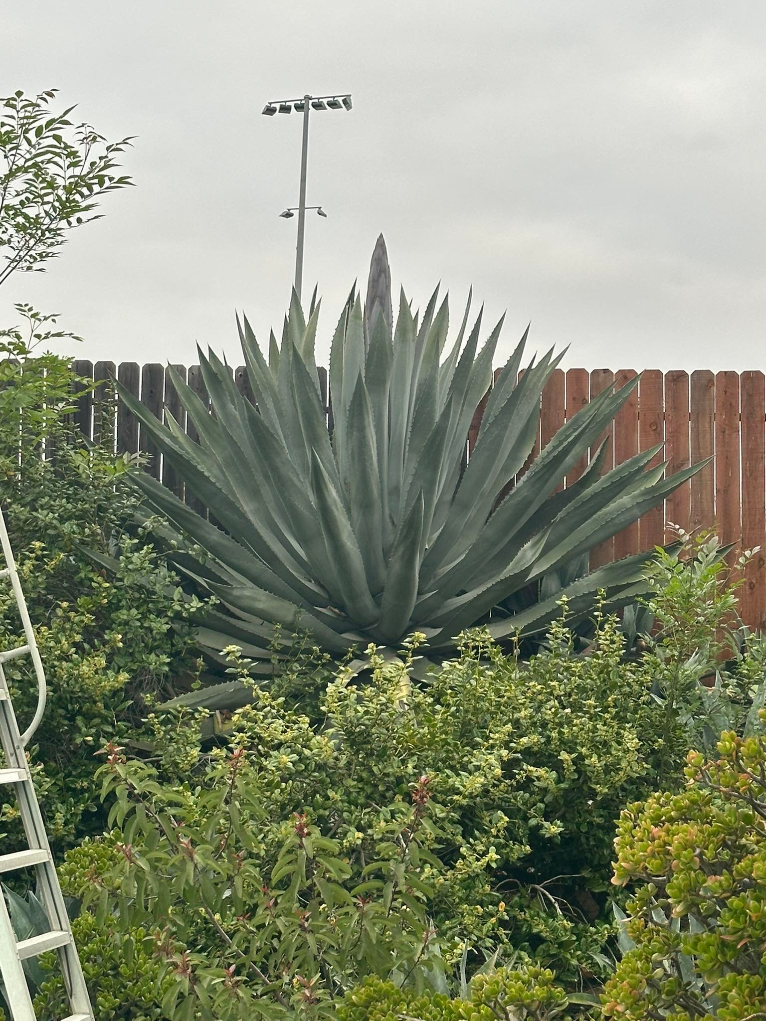 Agave flowering in Southern Orange County yard