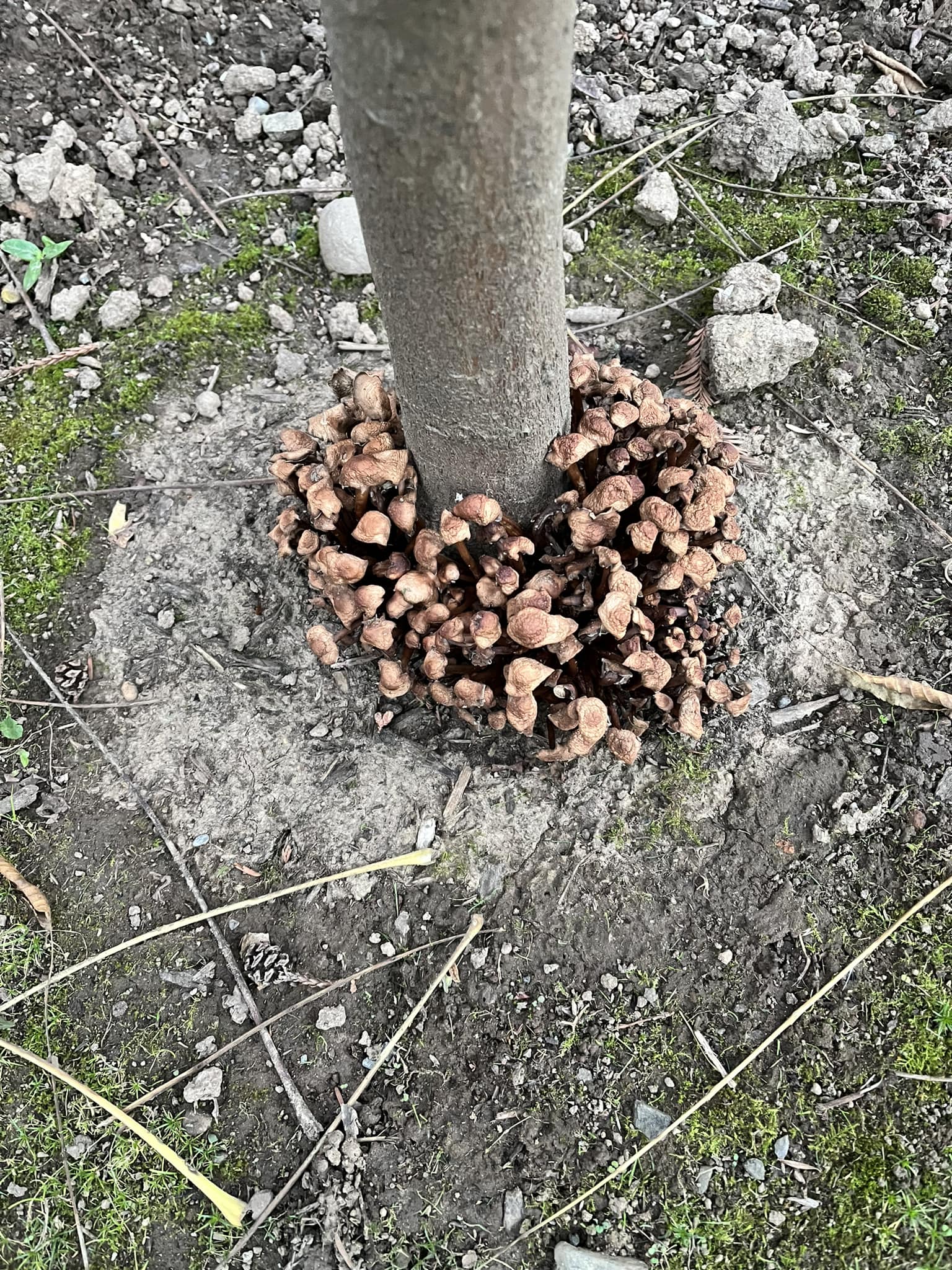 Is green fungus on flowering dogwood bark in Southwest Ohio harmful?