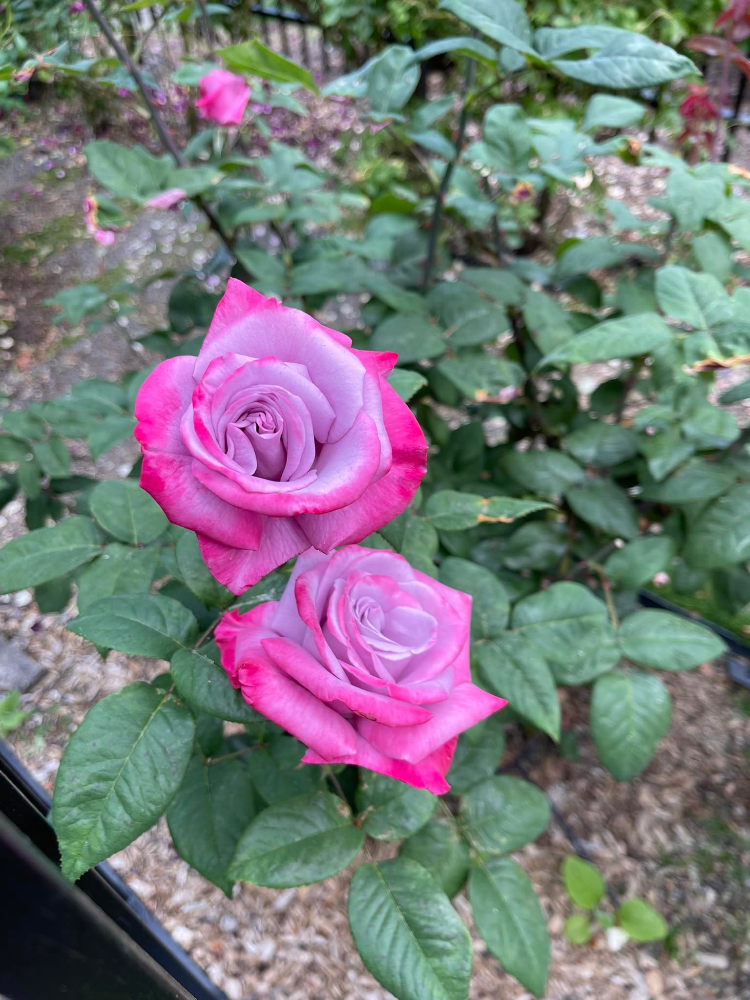 What is the name of this purple rose with red highlights in Eugene