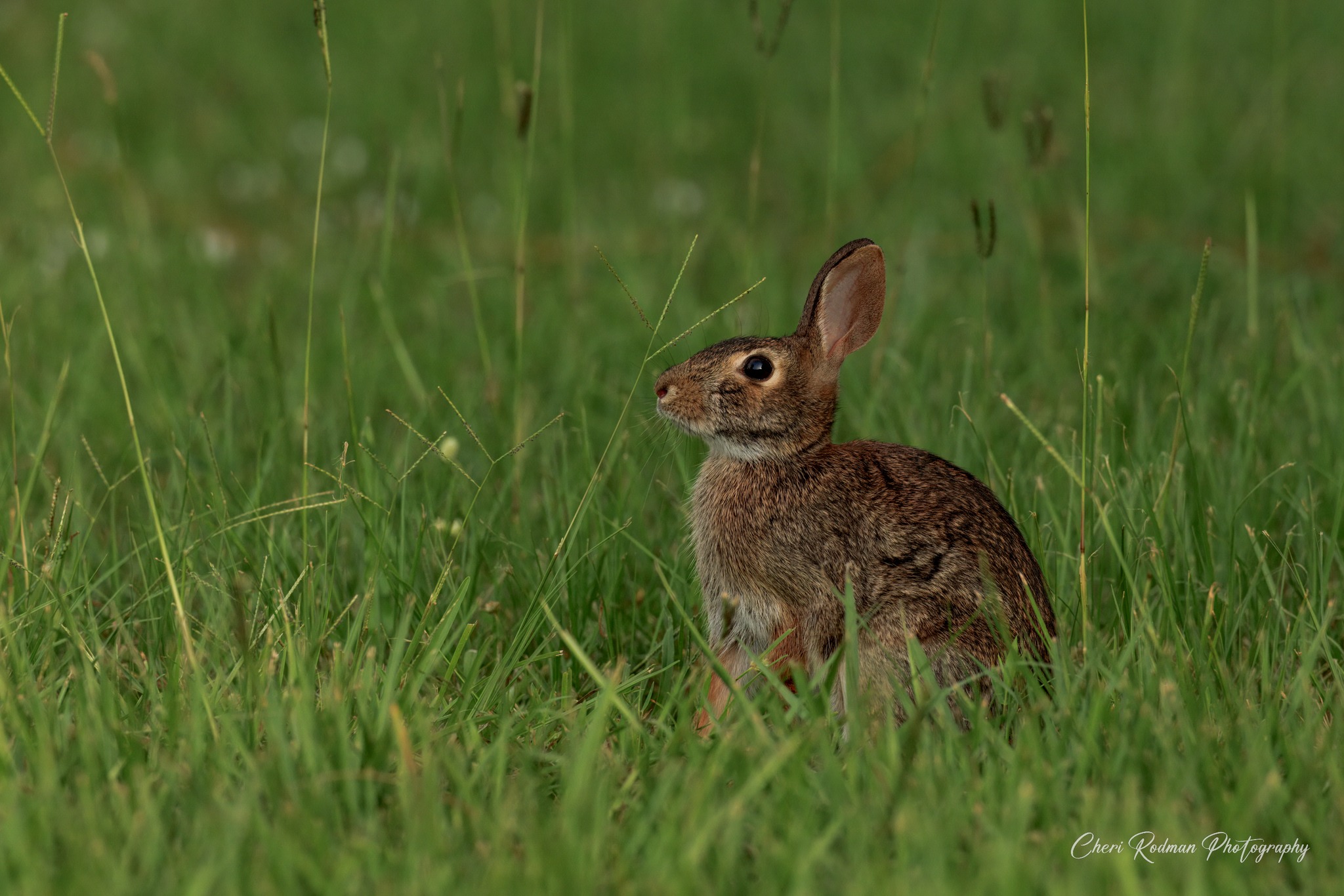 THE BEST OF THE UNIVERSE OF COLOUR PHOTOGRAPHY | A small rabbit on full ...