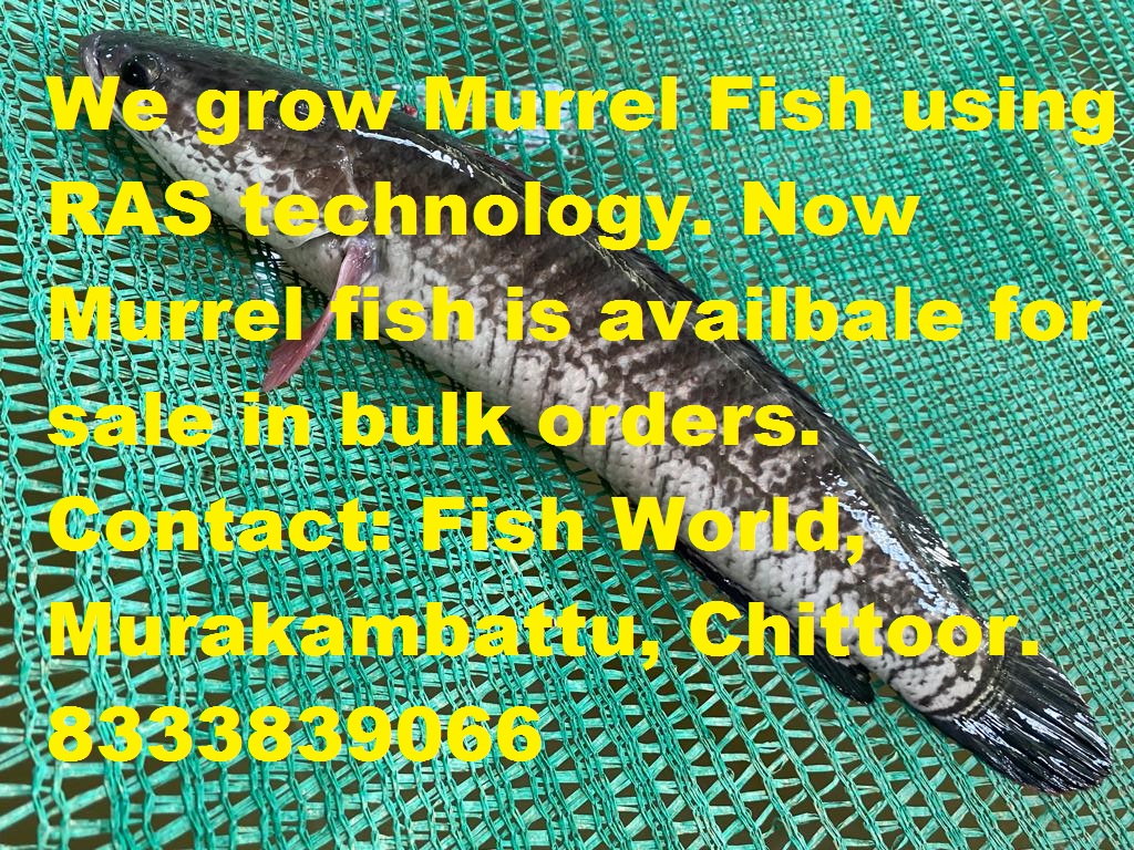 Foodies in Coimbatore | # ***We grow Murrel Fish using RAS technology ...