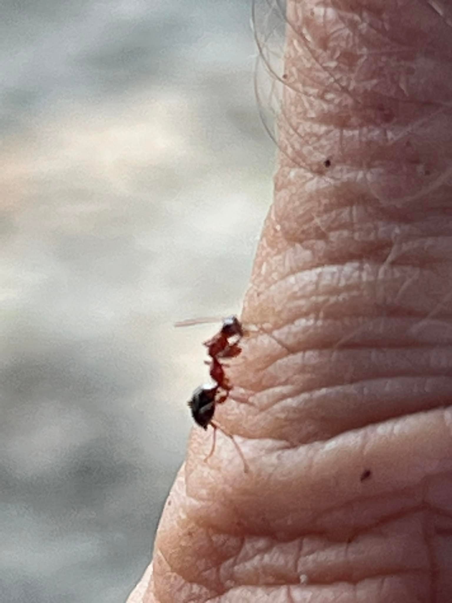 Entomology | Looks like an ant mimic with mantis front legs, about 1/4 ...