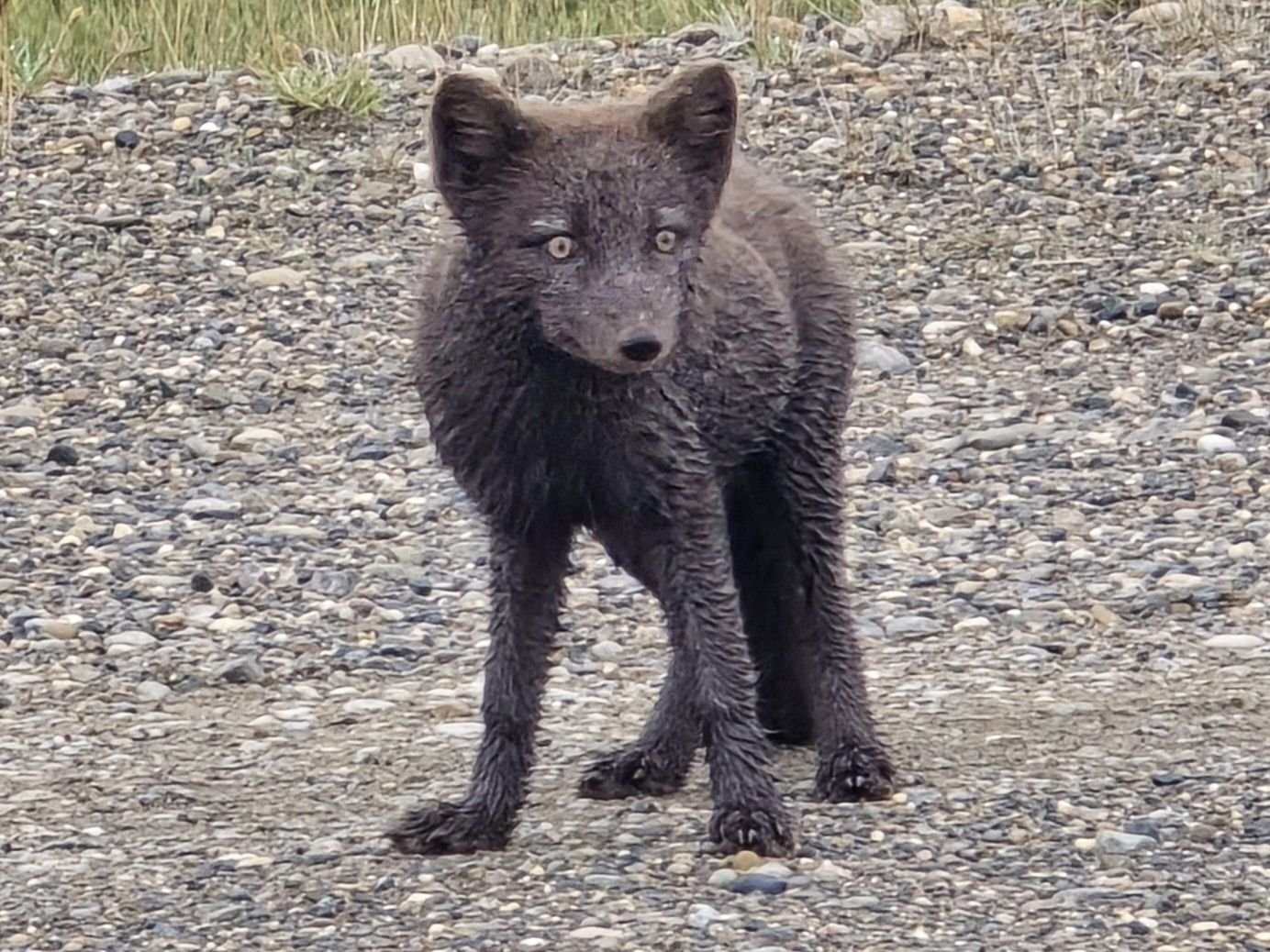 This is a rare blue fox in Prudhoe Bay