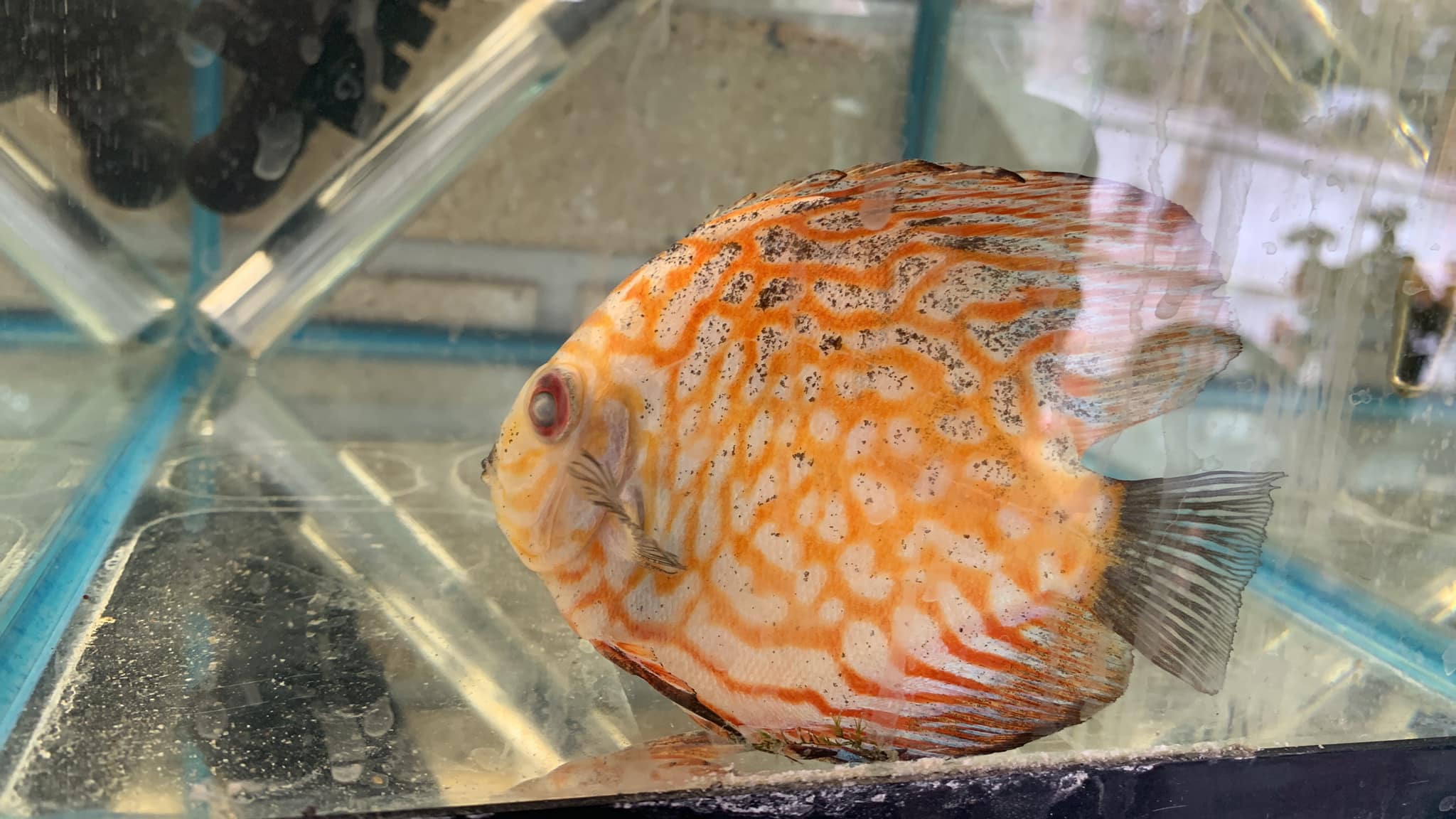 All About Discus | Iv got this guy in a hospital tank atm | Facebook