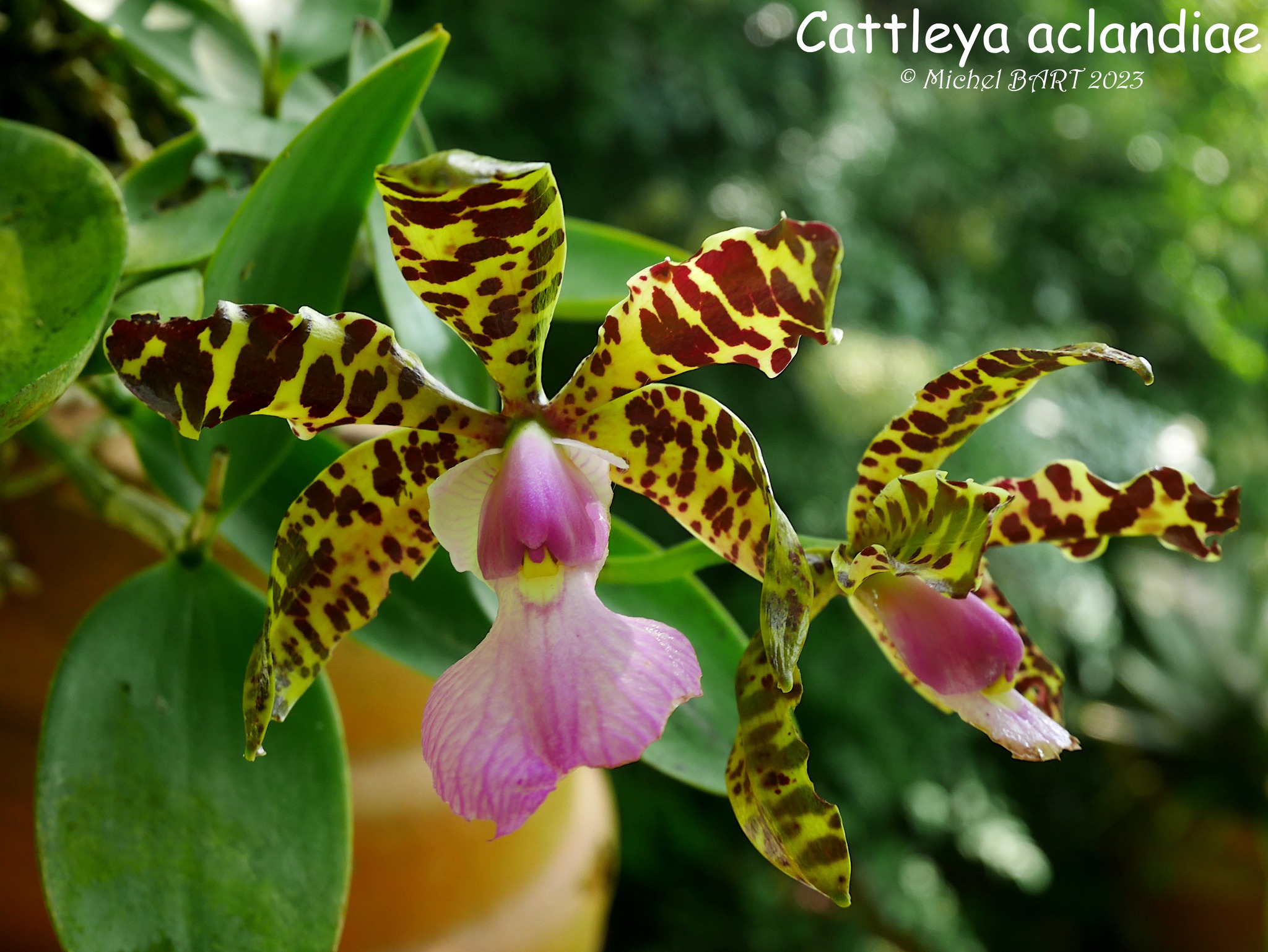 Cattleya aclandiae Albescens a new colorful result of our MZ