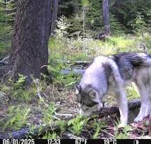 Lost 2 huskies in North Judson, Indiana