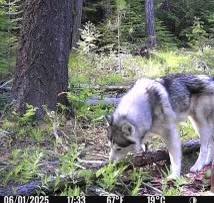 Lost 2 huskies in North Judson, Indiana