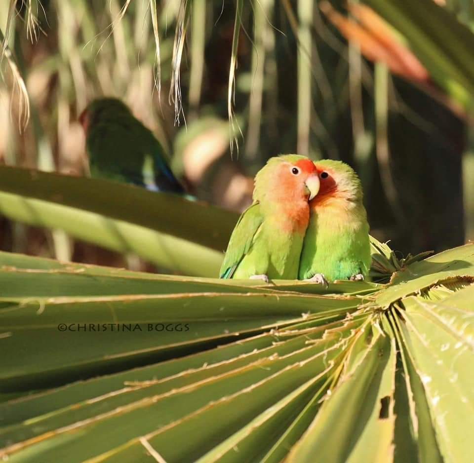Feral love birds in Arizona