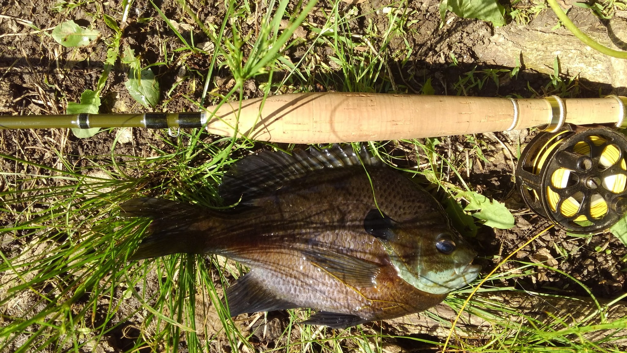 cue bomb fishing lure Geecrack Imokemushi 1