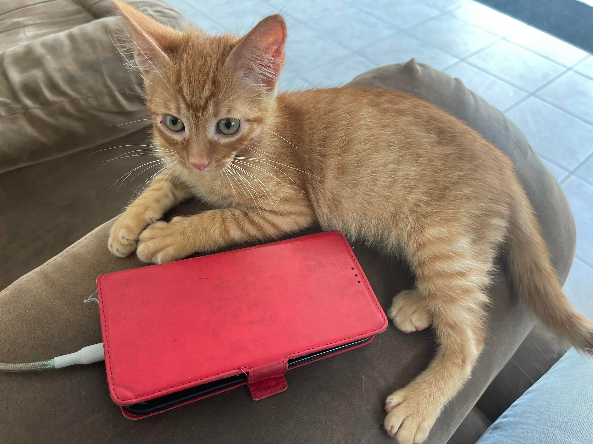 Naruto the Orange Ninja Cat Taking Over Owner's Phone