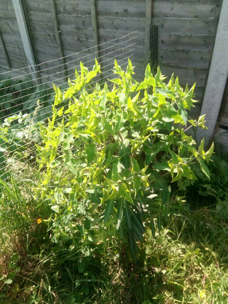What is this self-seeded weed in my gravel?