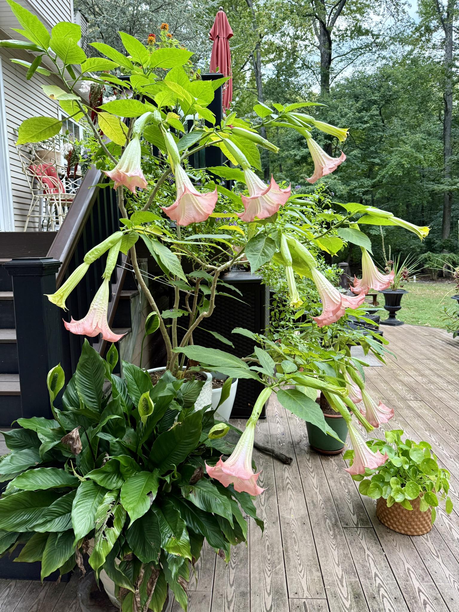 3 Pink Angel Trumpet Live Plants - Brugmansia, Pink Angel Trumpet