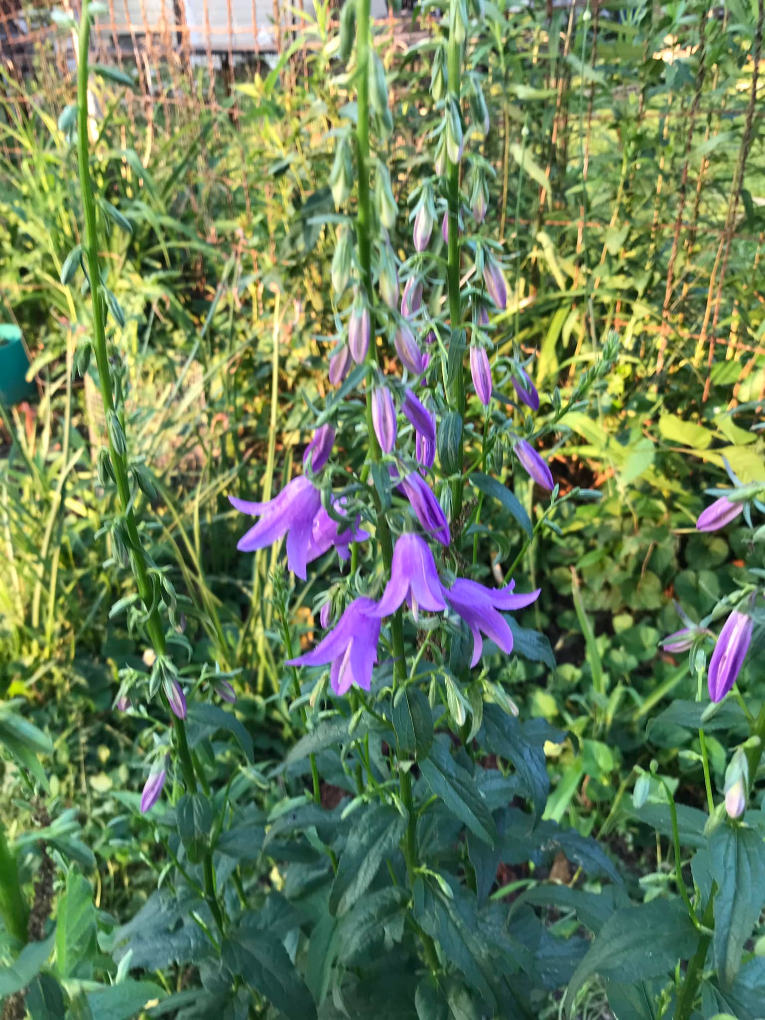 Native to Missouri? Ladybells or bellflower, friend or foe?