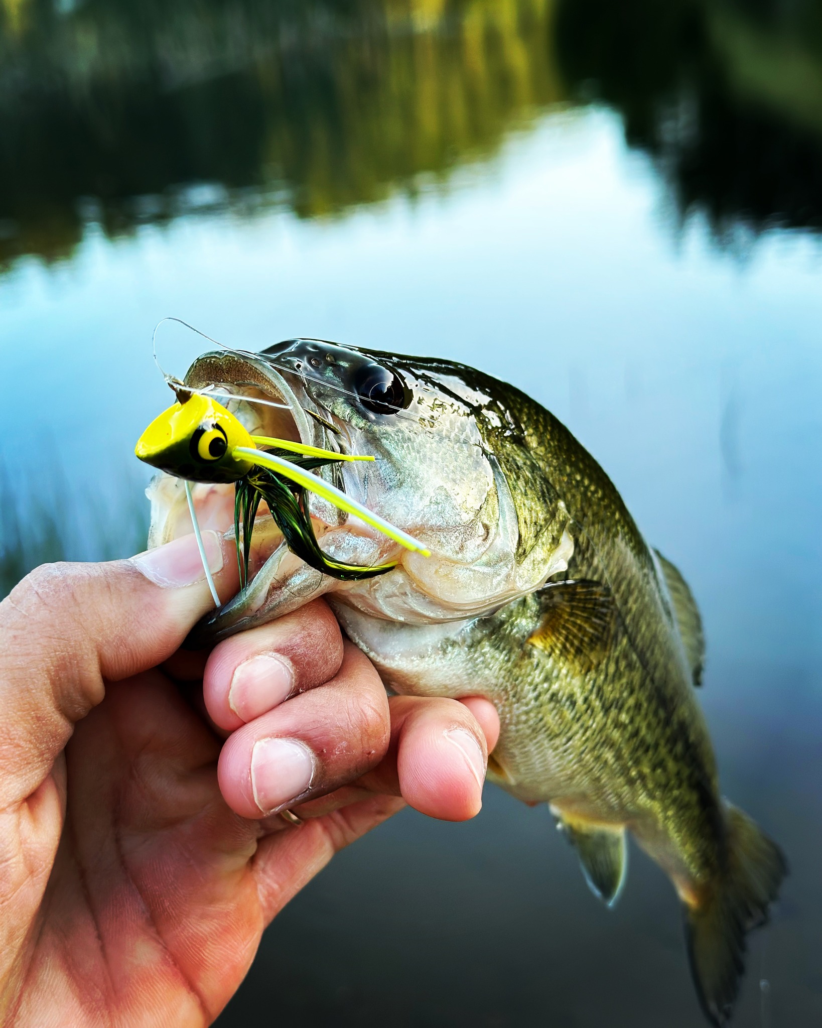 bass fishing wit a 5 wt fly rod Wanted Edition- 5wt 9ft – Outlaw Co 5 weight What fly to use on