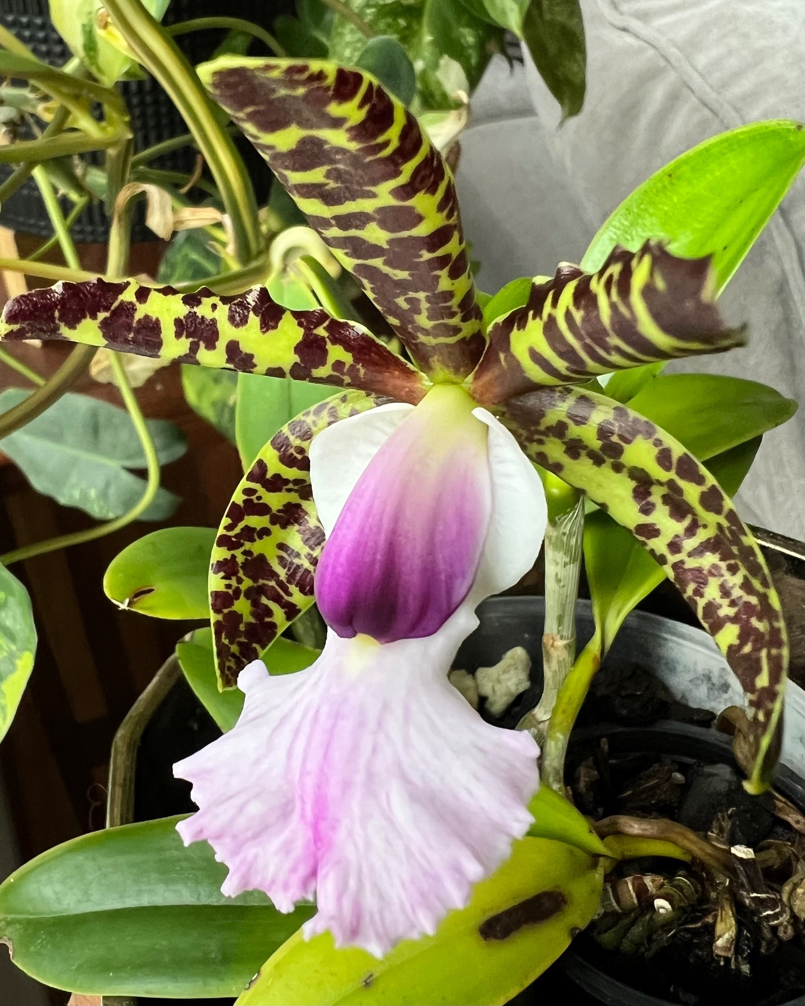 Cattleya aclandiae albescens x alba first bloom seedling 😃🤗