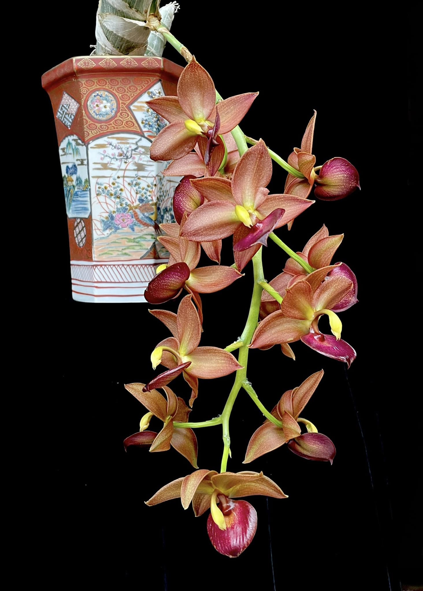 Cycnodes Taiwan Black Pearl 'Cooper Queen '