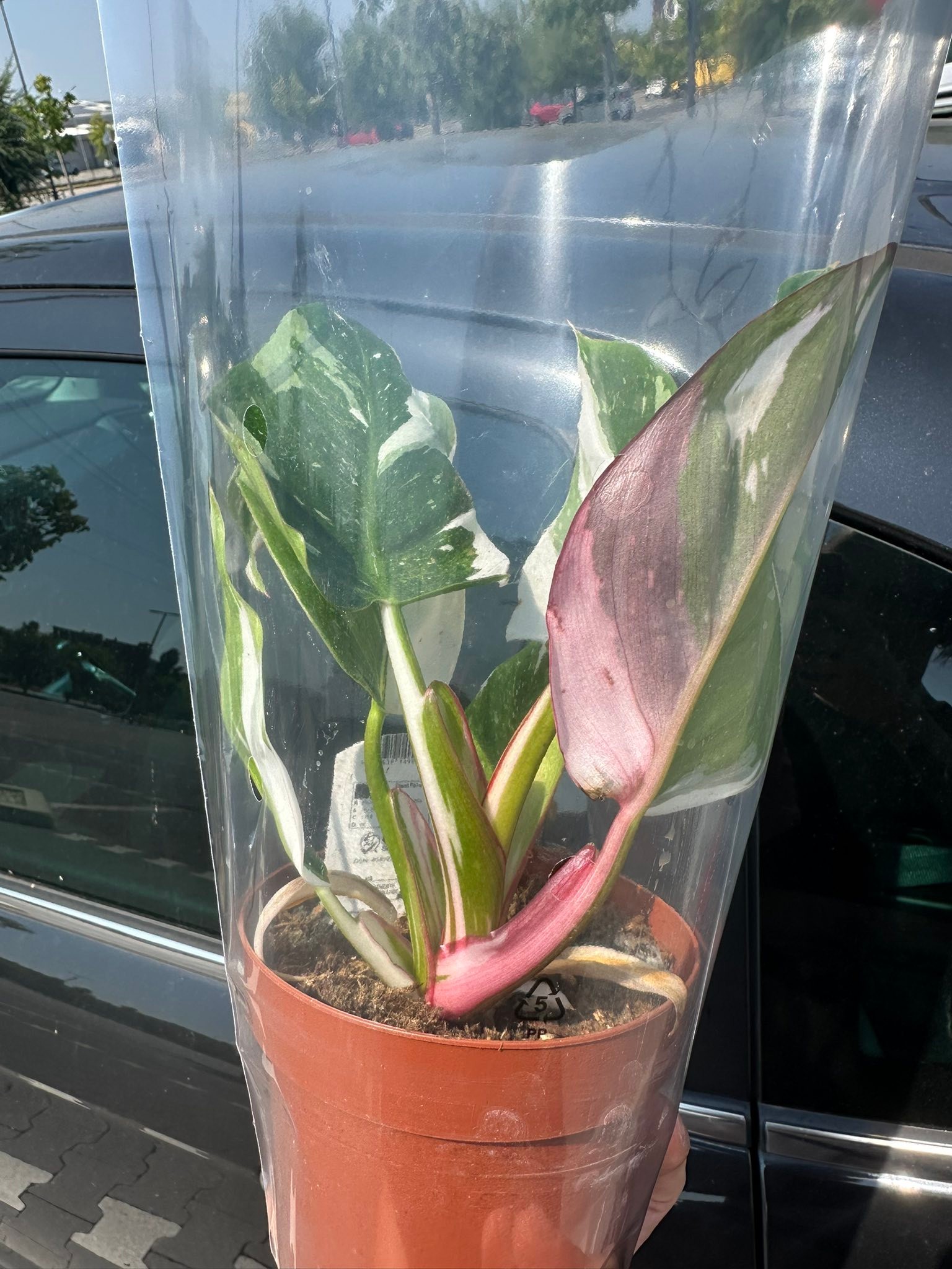 Not in great shape but it was 5€ at LIDL and with a pink