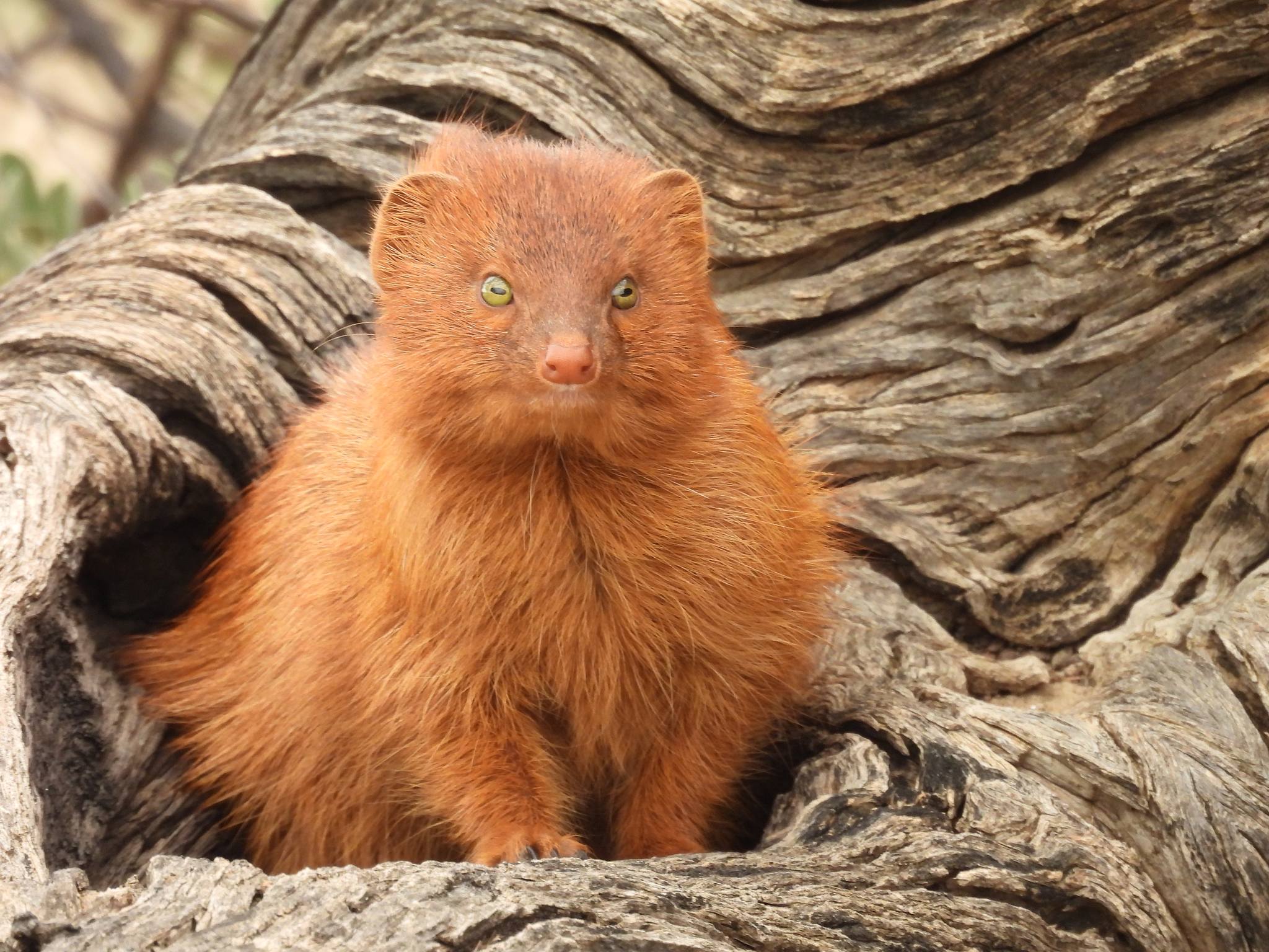 Sighting of a Red Mongoose in Kgalagadi