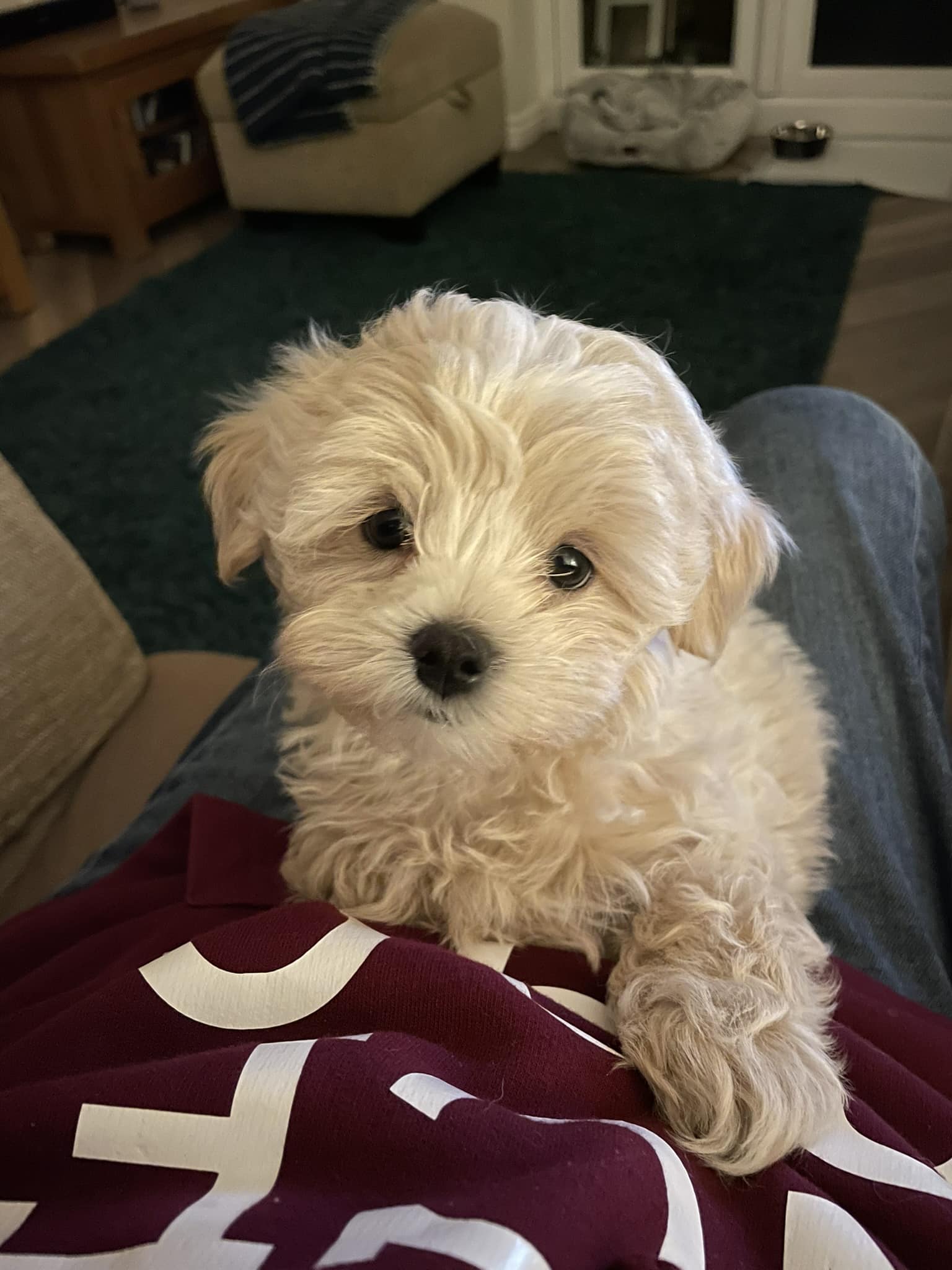 Meet Stanley our new Maltipoo 8 weeks old
