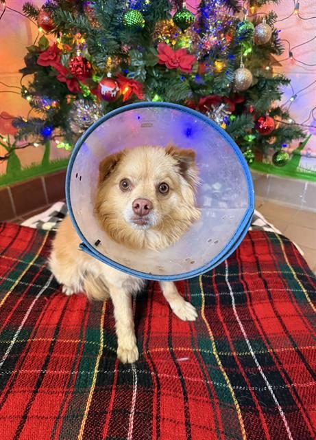 Lost dog found in San Fernando, CA Valley