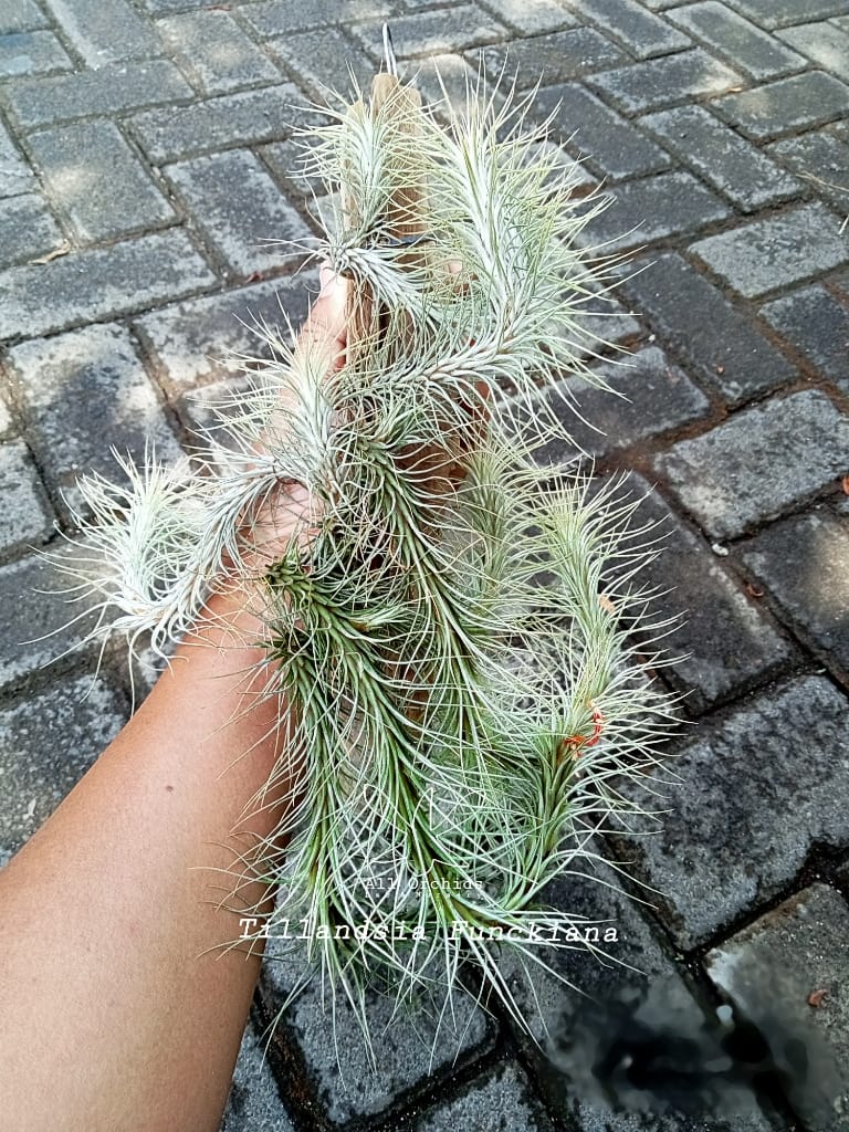 Discovering Tillandsia Domingo's Funckiana air plant