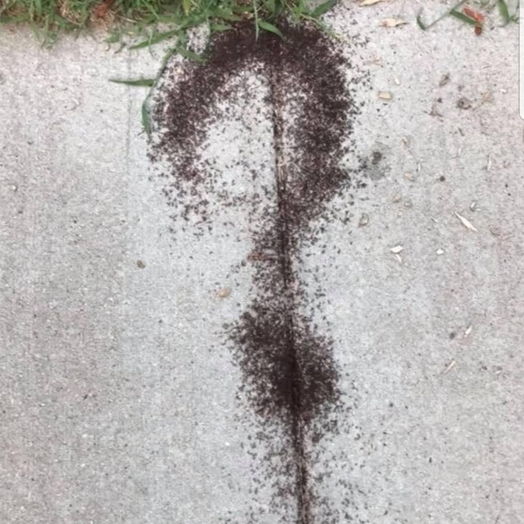 Judith Salinas - When the insects have no idea what’s... | Facebook