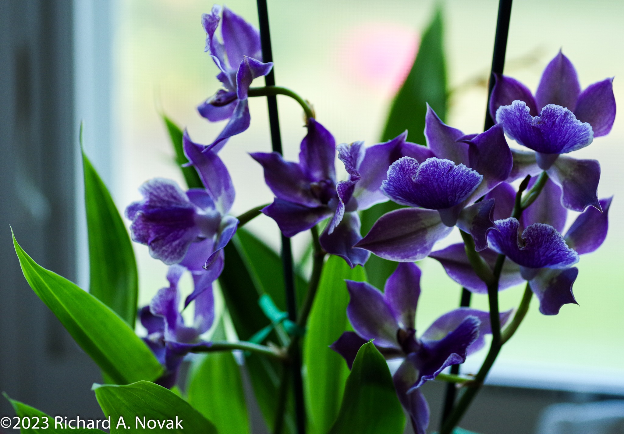 Zygonisia murasakikomachi orchid in late afternoon