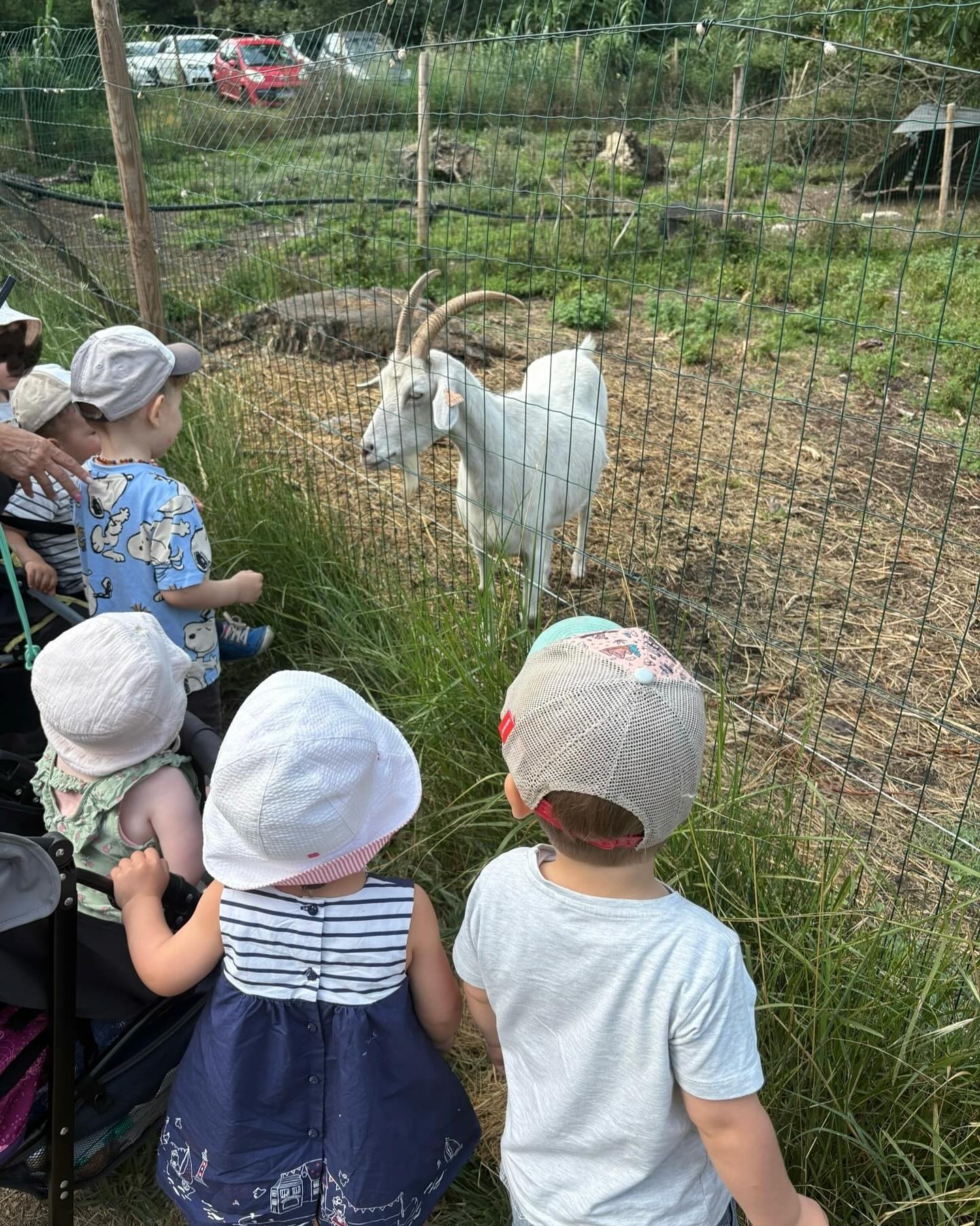 La petite ferme pédagogique de Saint Rémy | Saint-Rémy-de-Provence