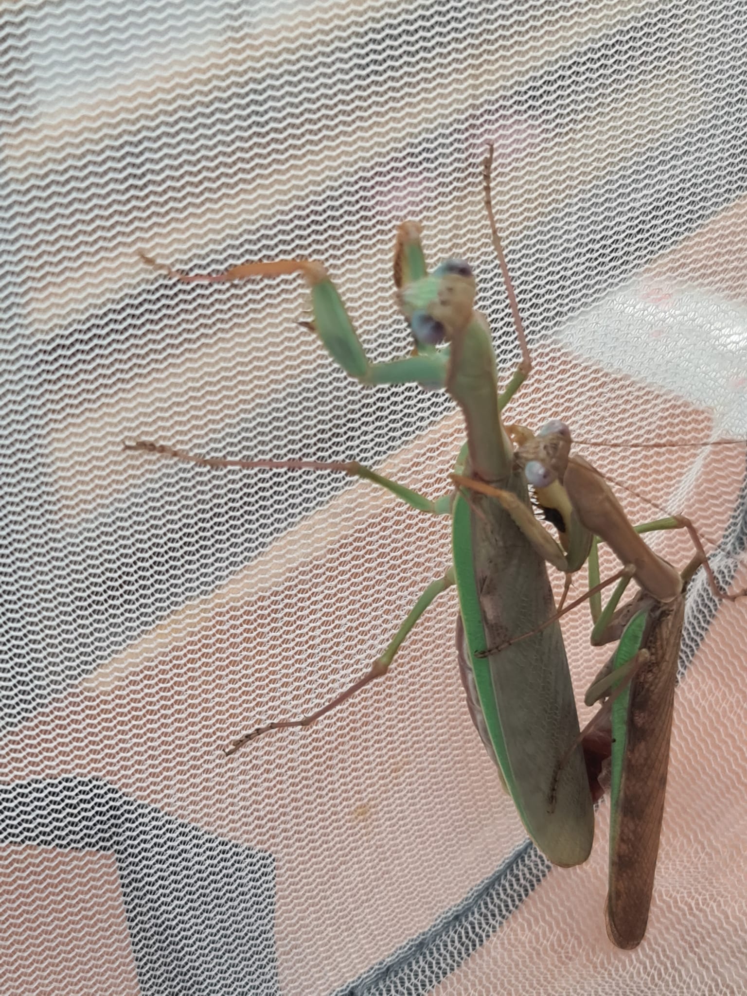 What makes the marbled mantis' colors unusual?