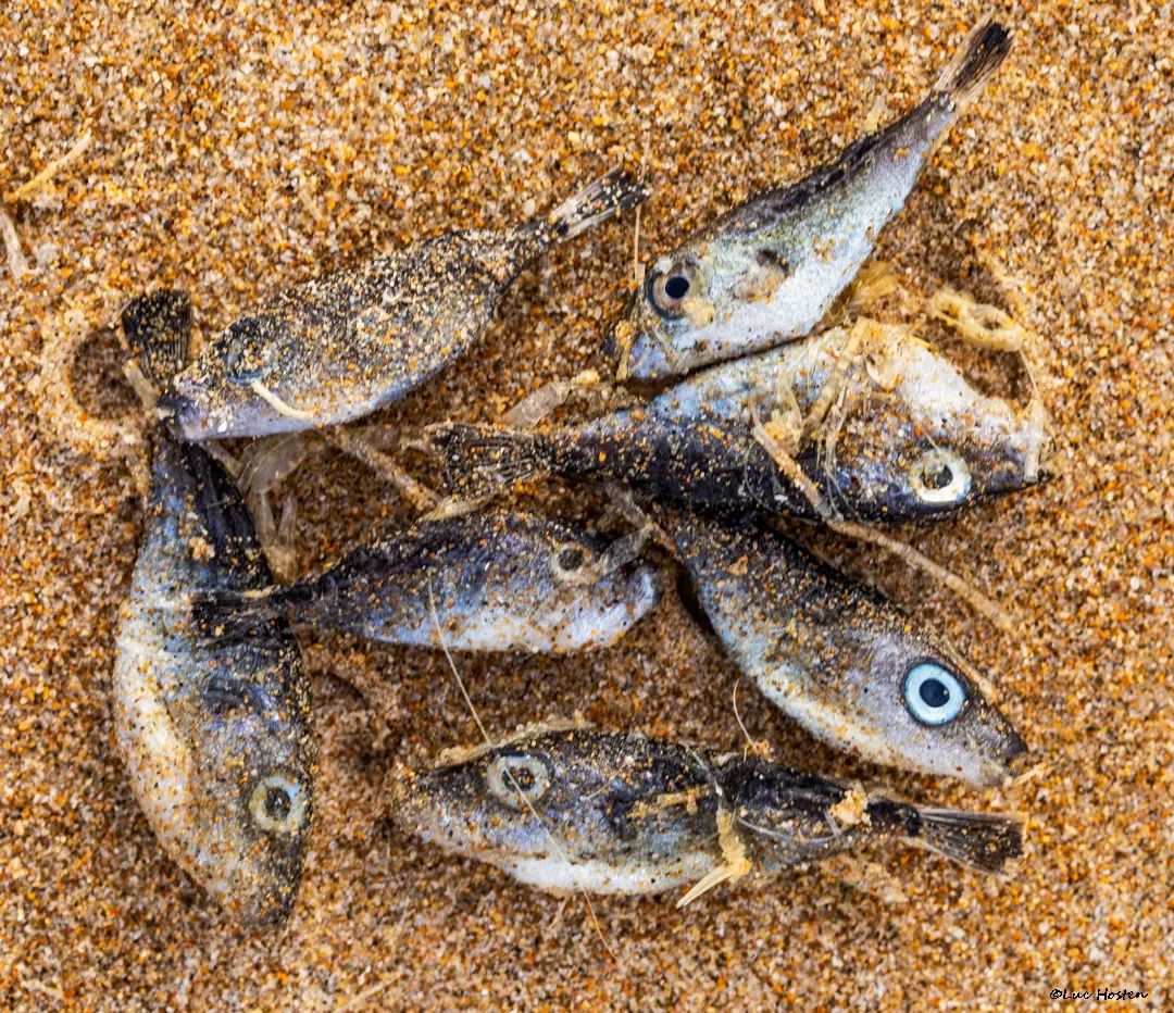 Luc - Fish die-offs are always of concern and these little Puffer Fish ...