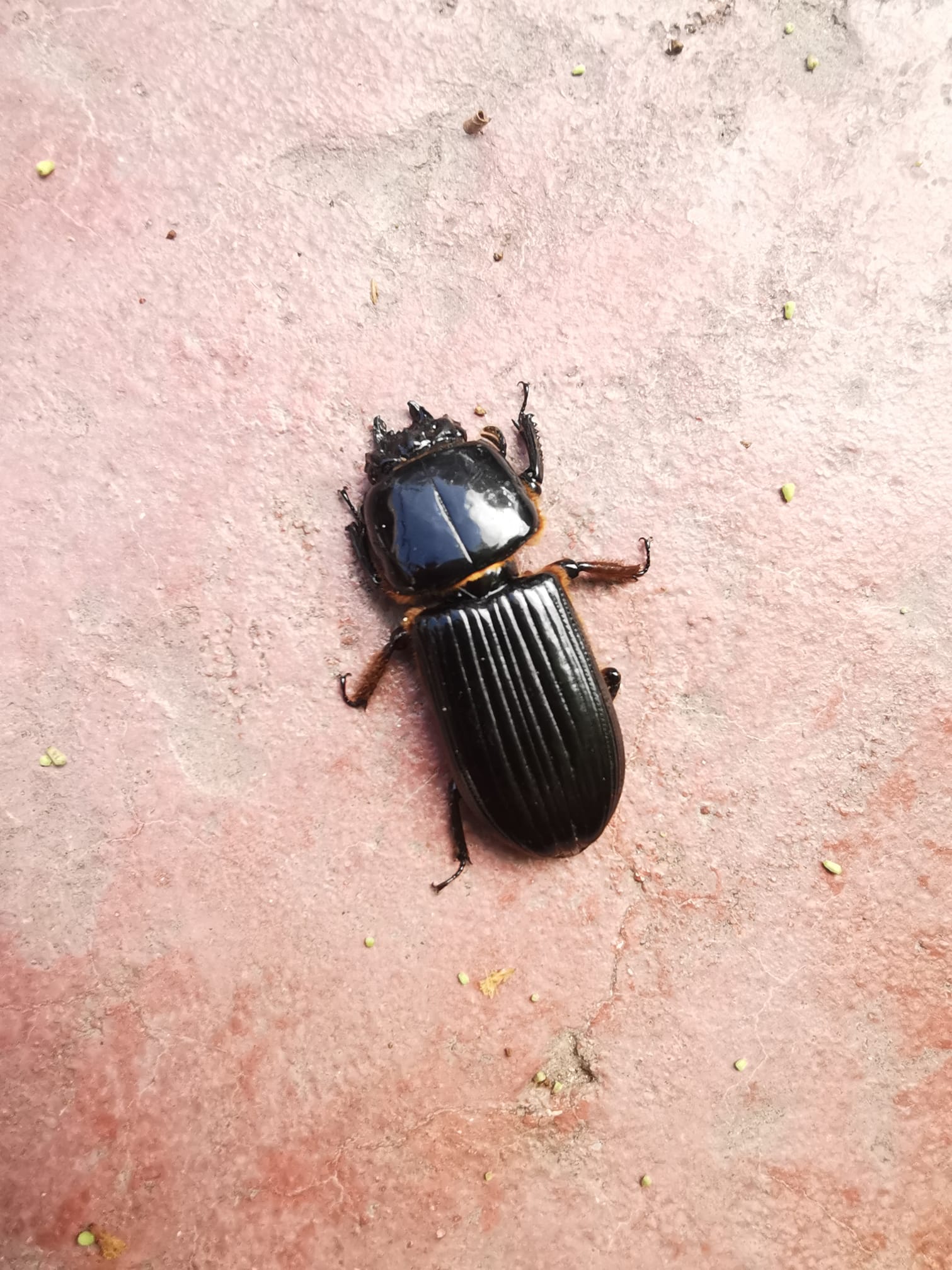 What species is this 42mm click beetle found in Northern Belize?