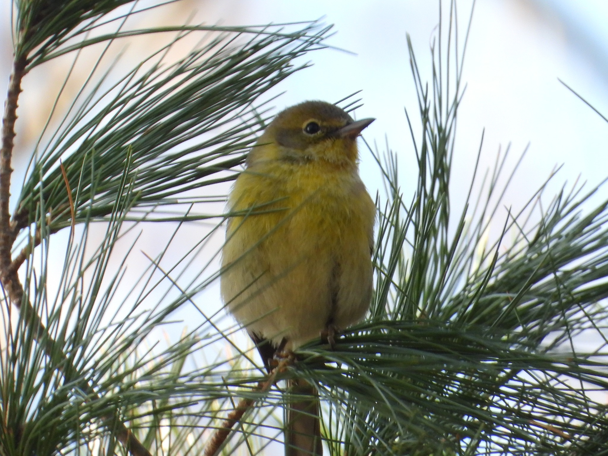 What bird species is this, Washington DC?