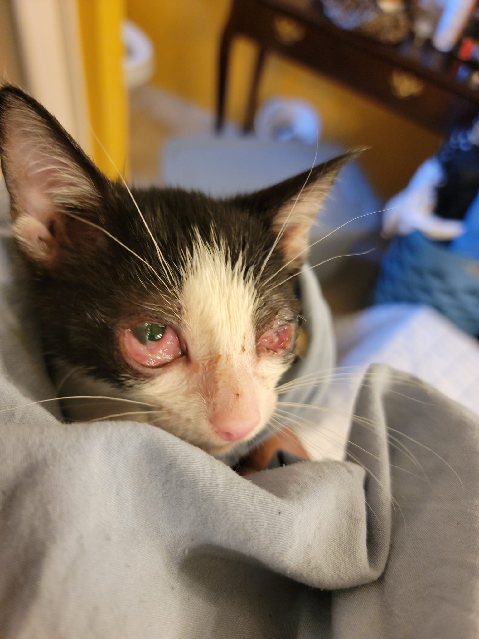 cat upper respiratory infection abd b12 injection Sick kitten vet update! So all the kittens were given injections to try and help give them a little boost. They were also sent home with a hefty amount of antibiotics Lipo Dissolve Shots for Redensyl Duration:10 Minutes
