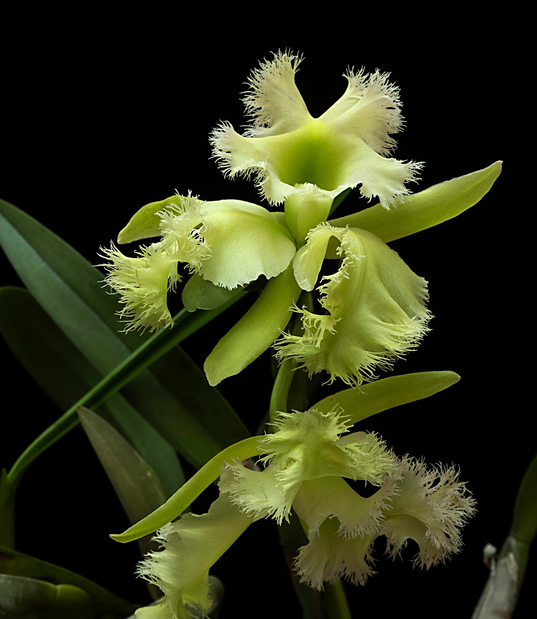 Rhyncholaeliocattleya Golf Green 'Hair Pig