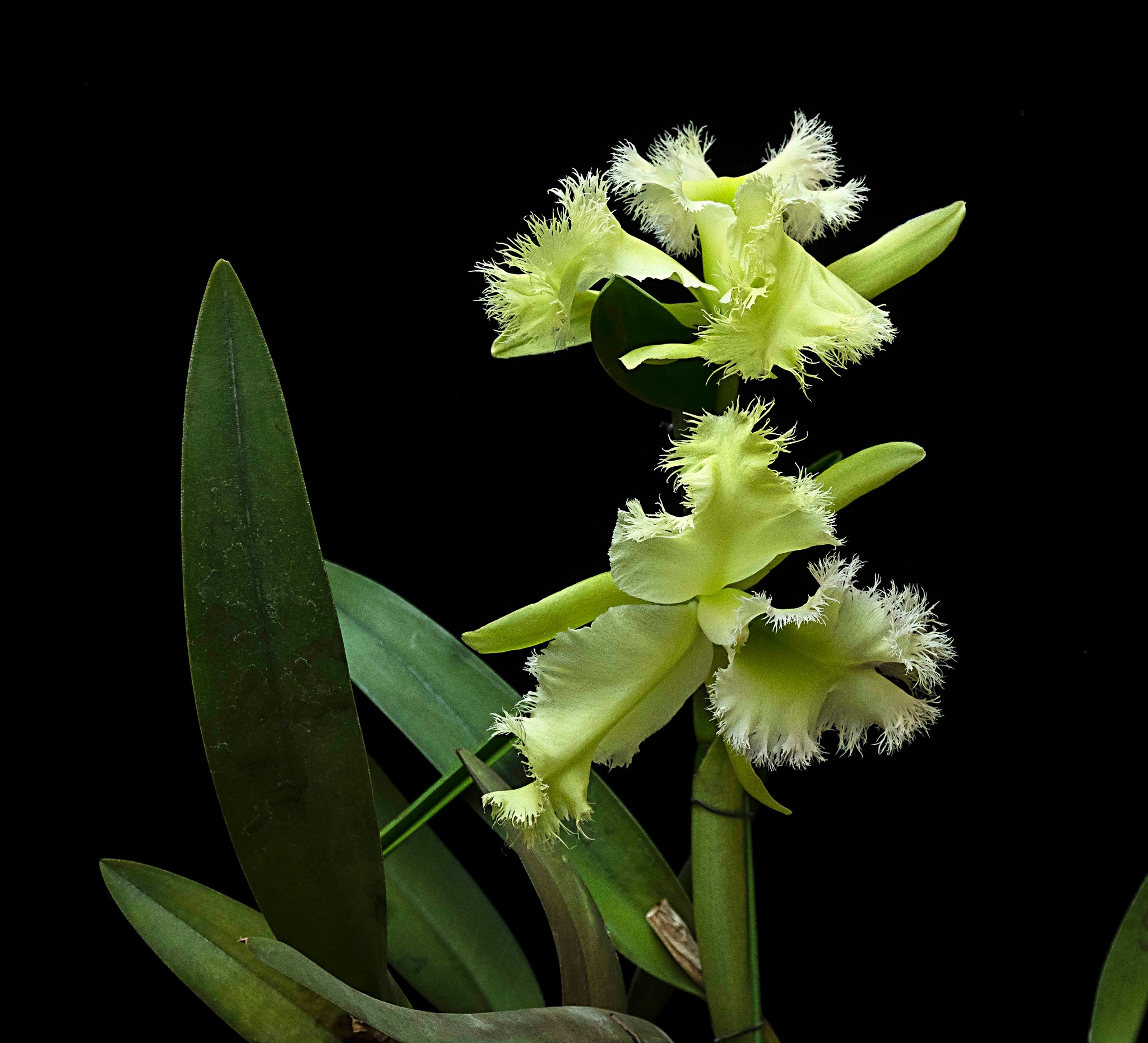 Rhyncholaeliocattleya Golf Green 'Hair Pig