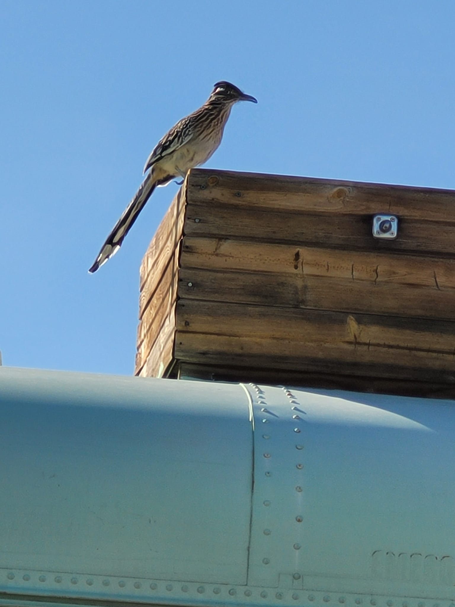 Roadrunners make distinctive clicking noise in the high desert