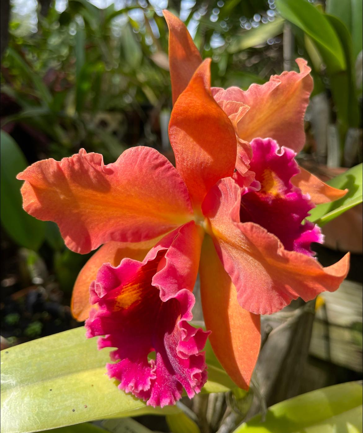 Kaoru Suzuki 'Volcano Night' orchid