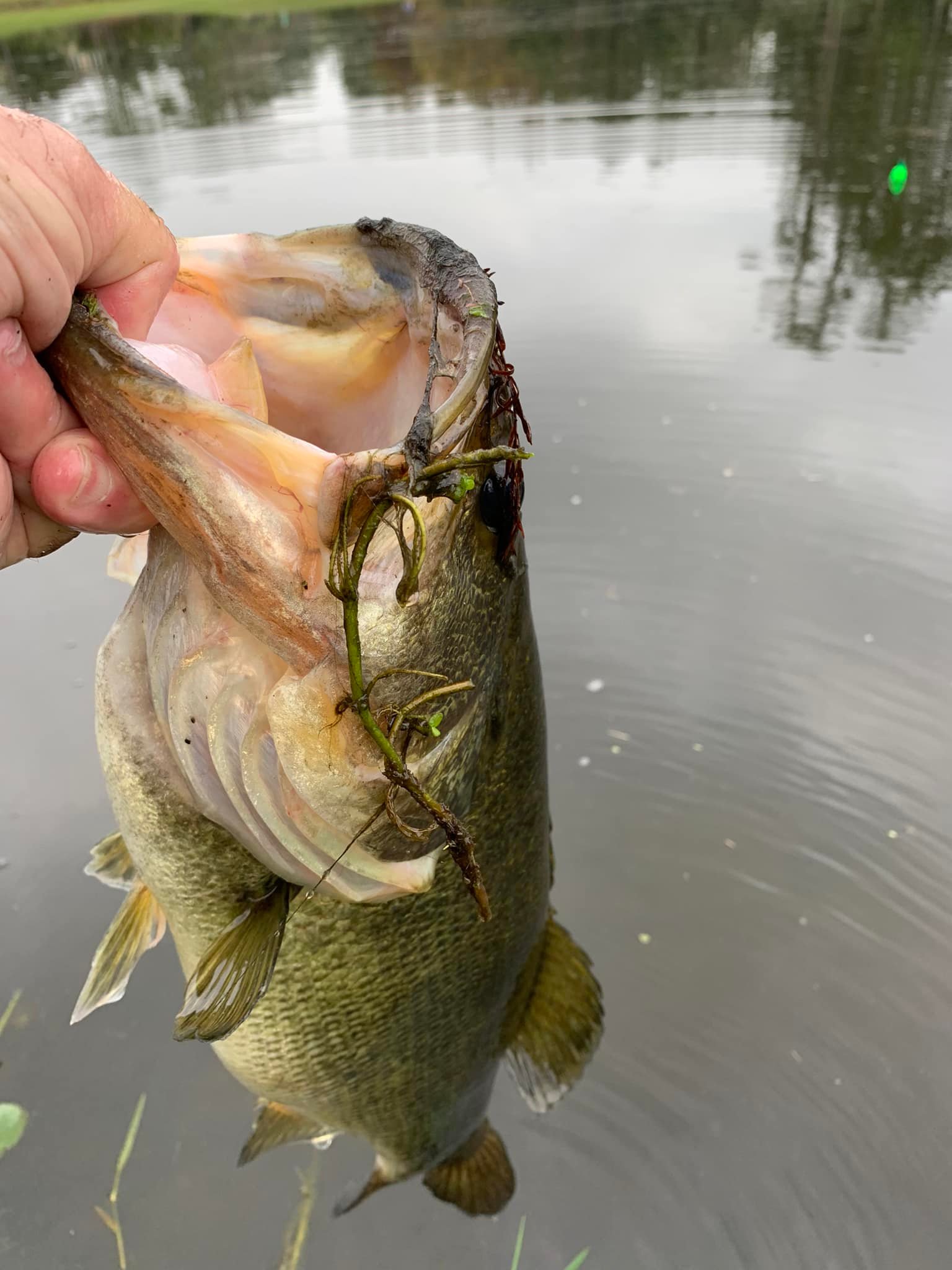 best hook for large shinner bass fishing Baitholder Hooks 110 Pack,Double Barbed Long Shank Offset Bait Holder Fish Bluegill Trout Walleye #4-6/0 How to Hook a Shiner