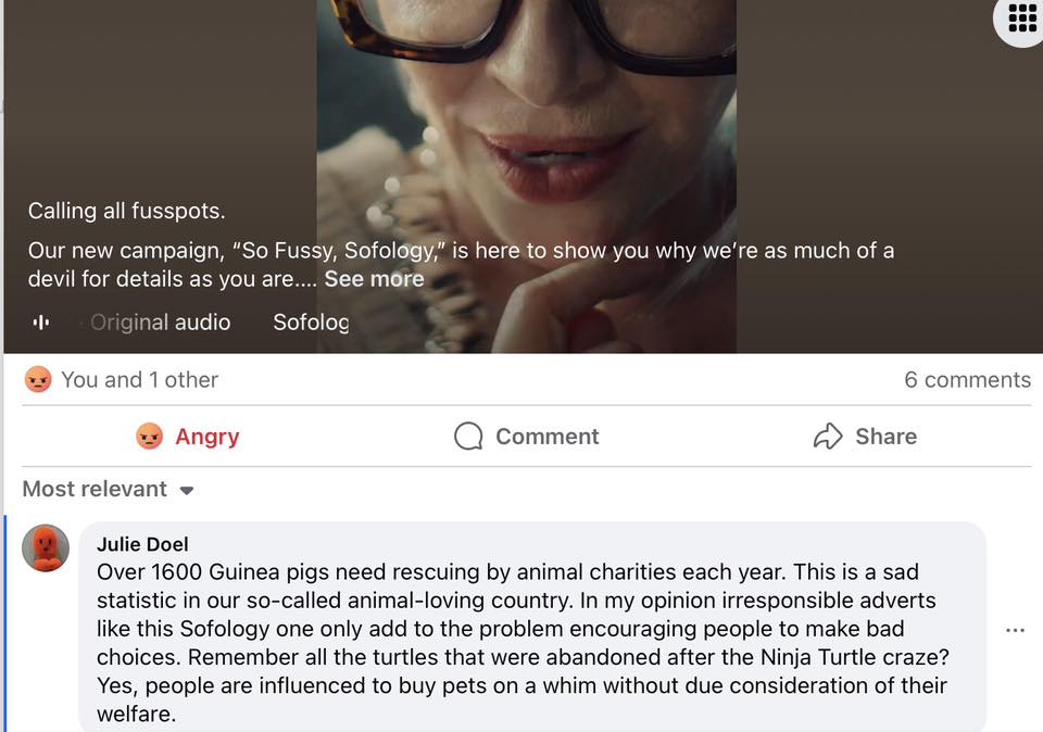 Def not impressed by the new... - Avalon Guinea Pig Rescue | Facebook