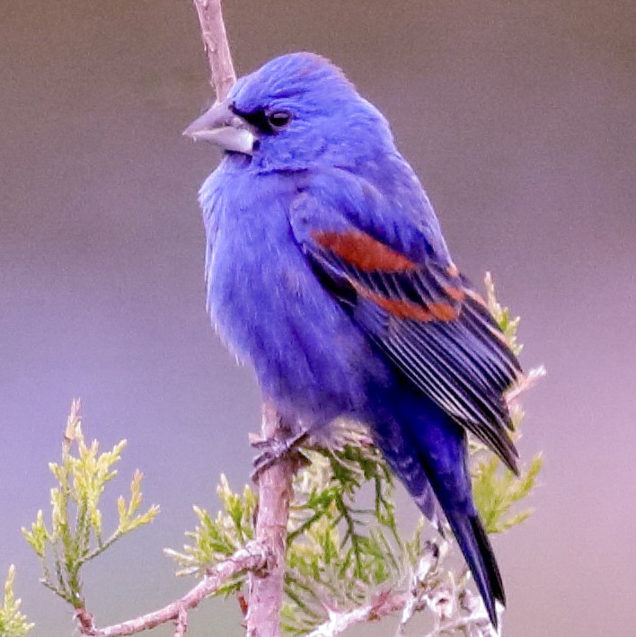 Saw my first Blue grosbeak at HC Conservancy today. Merlin sound